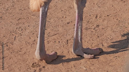 Ostrich walking on the ground in a desert location