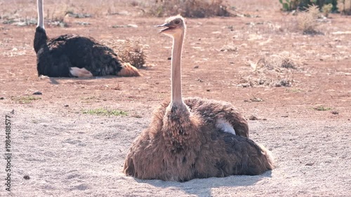 Ostriches relaxing in the sun at a wildlife reserve in the afternoon