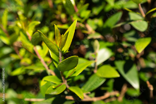 Young green leaves in sunlight close up, fresh plant growth, spring foliage background, natural botanical detail, eco nature concept, soft bokeh, copy space