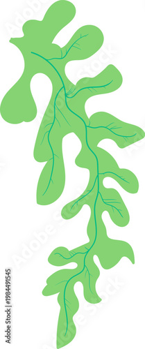 Arugula Leaf With Veins Cartoon
