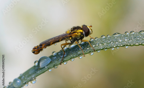 fly Long Hoverfly Sphaerophoria scripta resting on a dewy blade of grass, macro