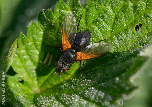 Zophomyia temula Tachinid fly resting on a dewy green leaf, macro