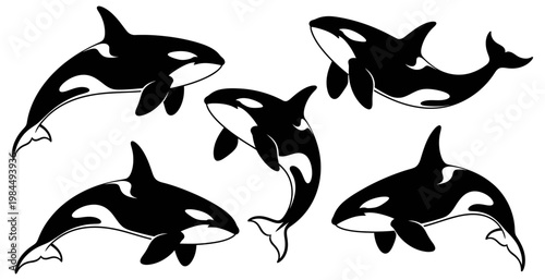Black and white orca whales a striking marine life illustration