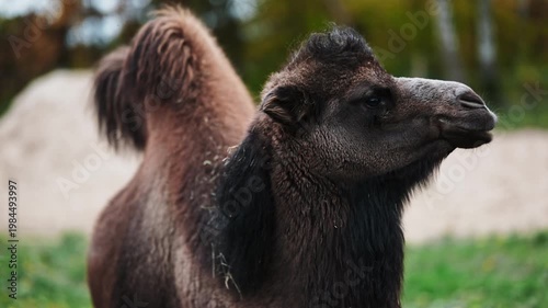 Close-Up Portrait Of An Adorable Camel