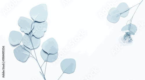 Eucalyptus leaves branch