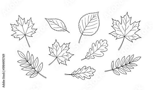 Minimalist autumn leaf sketch vector collection with modern hand drawn fall foliage isolated on white