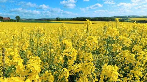 Obraz na płótnie Paysage de printemps avec des tiges de colza (brassica napus) couvertes de fleur