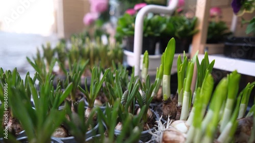 In A Street Market Selling Green Sprouts Bulbs In Pots