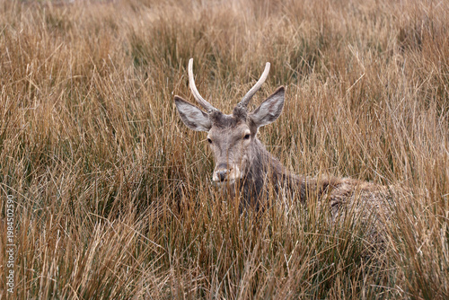 Male red deer (Cervus elaphus) with  antlers lying in the tall grass