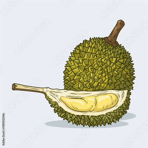 Durian fruit vector illustration with whole and half slice showing yellow pulp.