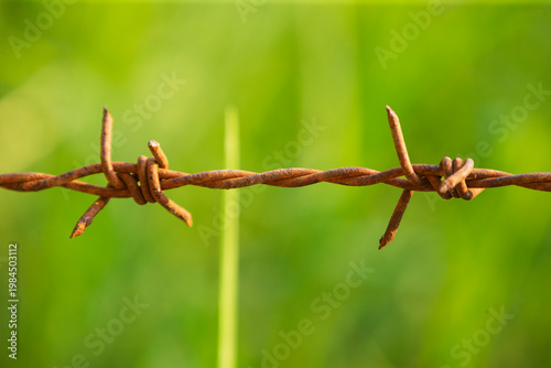 Rusty barbed wire on the green grass background, close up