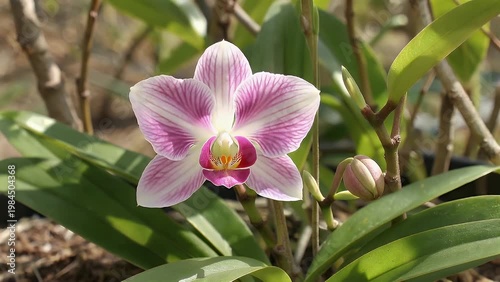 A Delicate Pale Magenta Striped Orchid Flower Gently Unfolding in Soft Sunlight Beside a Developing Bud