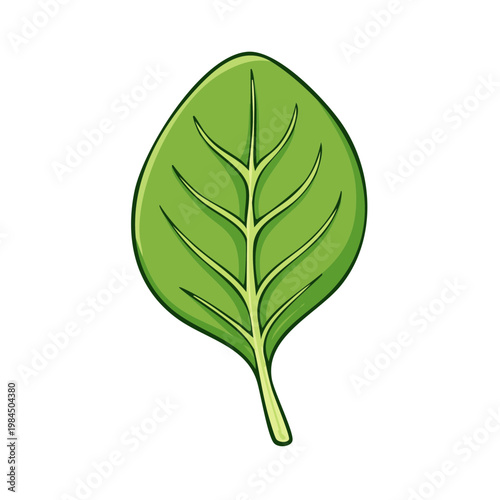 Vibrant green spinach leaf with detailed veins, hand-drawn illustration