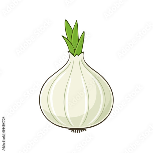 Fresh white onion with green sprouts ready for cooking culinary ingredient healthy food