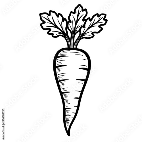 Fresh and clean illustration of carrot with leafy greens  