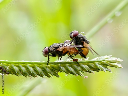 Musca domestica flies mating on a blurry background