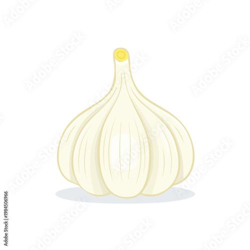Single bulb of white garlic with distinct cloves and stem on a plain background.