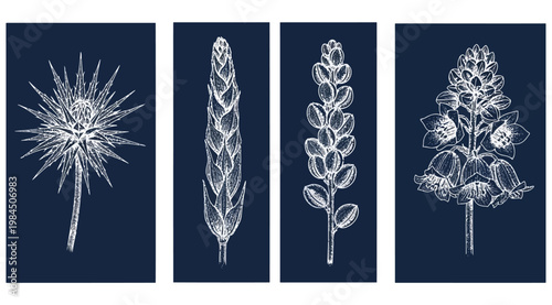 Set of four botanical illustrations of wild flowers and plants, hand drawn sketch style, white line art on dark blue background
