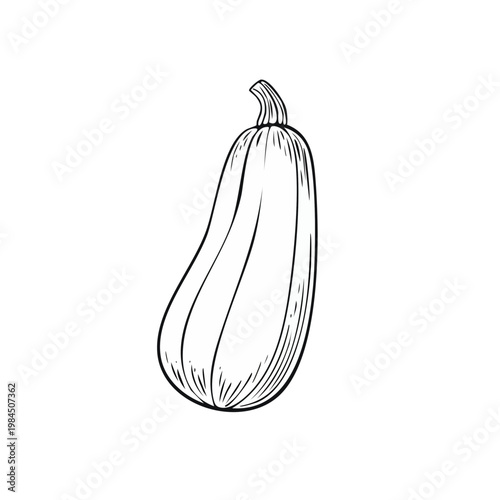 Hand drawn illustration of a single long zucchini squash isolated on a white background graphic