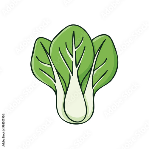 Hand Drawn Illustration of a Fresh Green Bok Choy Vegetable