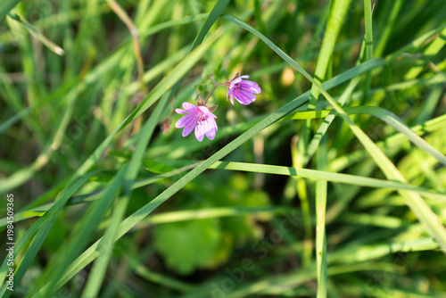 Green grass close up background, fresh lawn texture, natural meadow detail, spring greenery, minimal nature pattern, eco concept, copy space