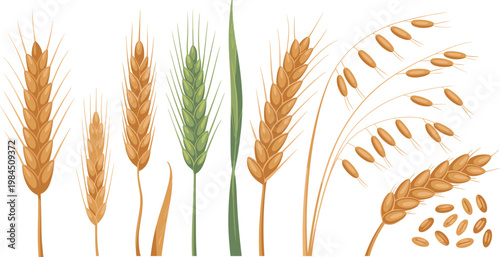 Realistic Cereal Grain Vector Set Featuring Wheat Barley Rye And Oat Ears For Agricultural Farming And Bakery Product Packaging Design