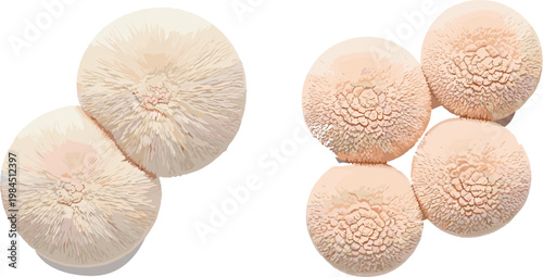 Lion's mane mushroom clusters set medicinal fungi edible gourmet ingredient vector illustration organic food collection design