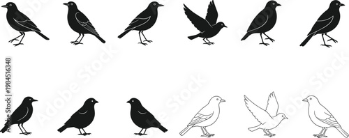 Black and White Bird Vector Set Featuring Silhouettes and Outline Illustrations for Icons