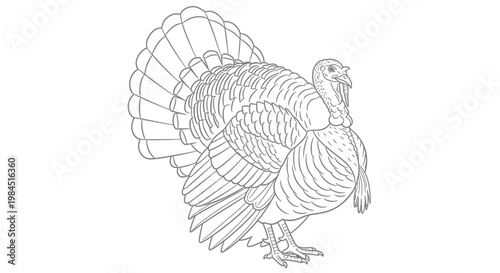 line drawing of a turkey bird