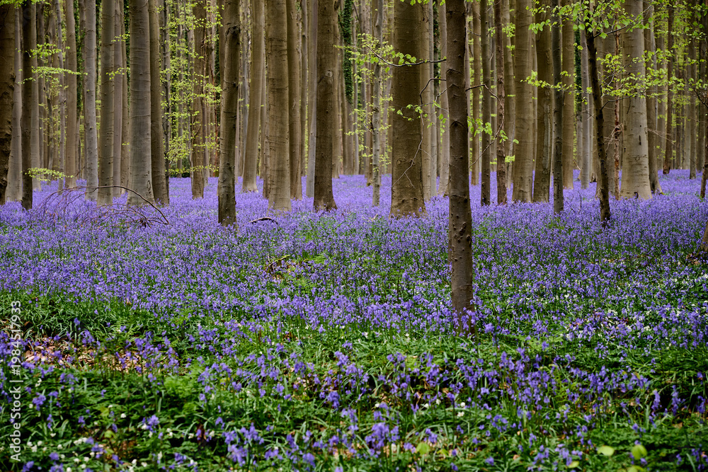 Fototapeta premium Morning in forest of Halle with bluebell flowers, Halle, Belgium
