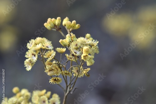close up of a beautiful yellow flowers in the garden