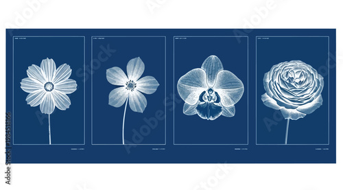 Set of four botanical cyanotype prints featuring cosmos, anemone, orchid, and rose flowers on a deep blue background