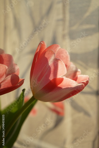Pink tulips facing the sun