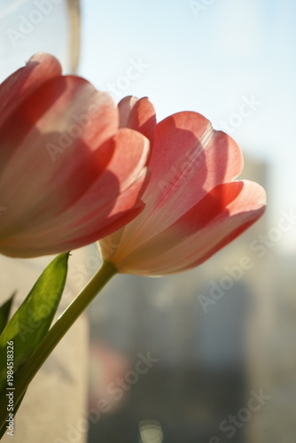 Pink tulips facing the sun