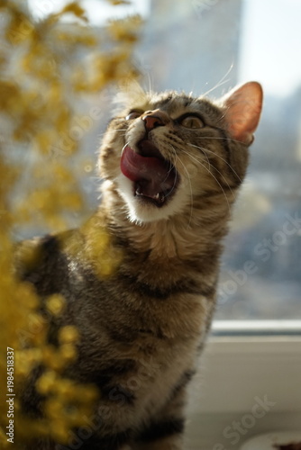 А tabby cat with yellow eyes near a mimosa