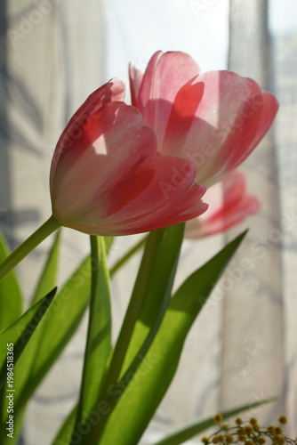 Pink tulips facing the sun
