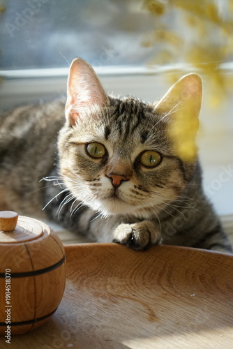 А tabby cat with yellow eyes near a mimosa