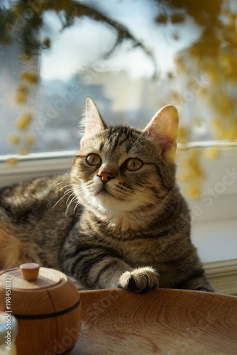А tabby cat with yellow eyes near a mimosa