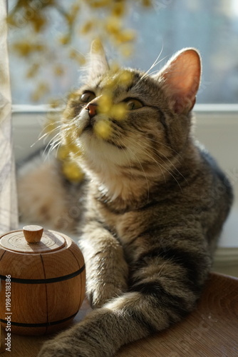 А tabby cat with yellow eyes near a mimosa