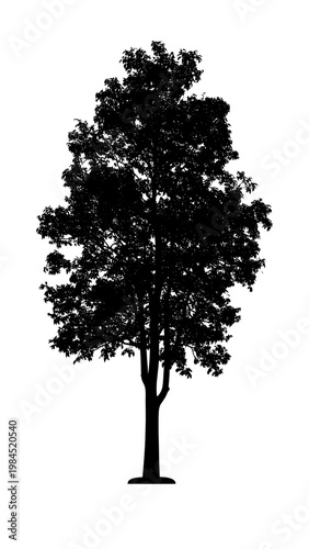 Silhouetted tree, dark foliage atop a smooth trunk against a bright, white background