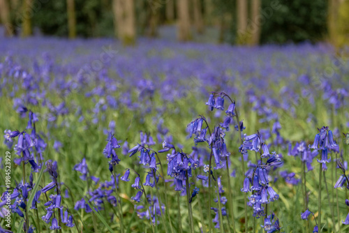 Bluebells in Shrawley woods Worcestershire