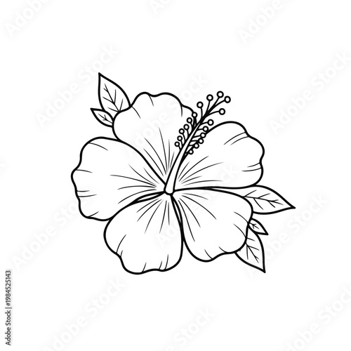 Hibiscus Flower Illustration