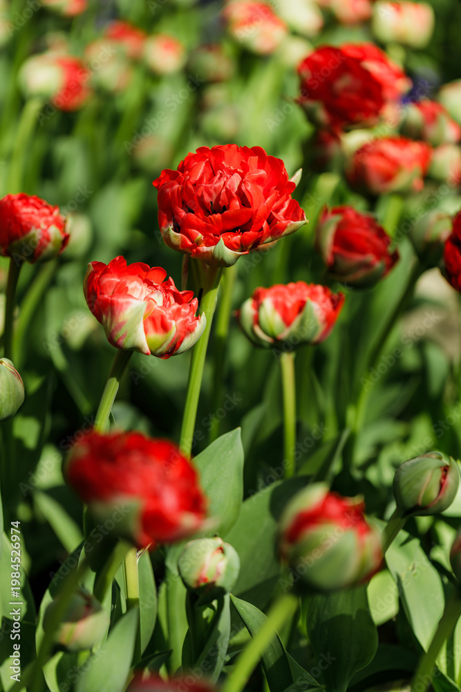 Obraz premium Red Double Tulip Buds Before Opening in Spring Garden