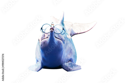 Dolphin wearing goggles is performing show at amusement park.  Trained trick during aquarium in marine. Intelligent marine animal Entertainment. Isolated on cutout PNG or transparent background.