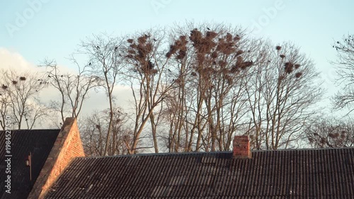Large raven nests sit high in bare trees as birds fly across a clear sky above old house roofs. A peaceful early spring scene captured in evening sunlight within an urban environment. 