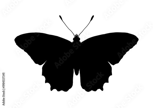 Butterfly silhouette, vector illustration