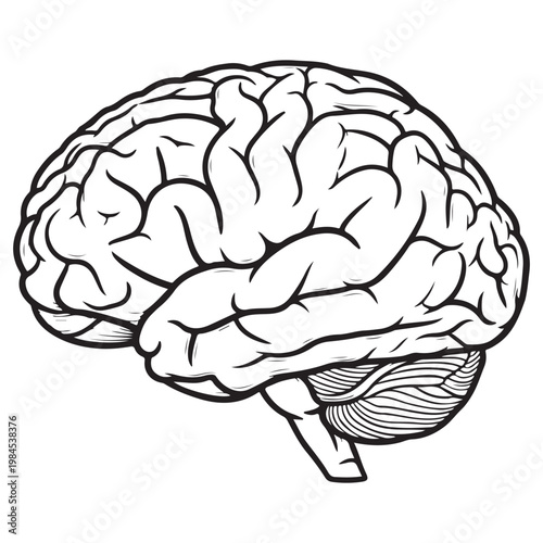 Human brain lateral view vector illustration in black and white line art for neurology and mental health concepts
