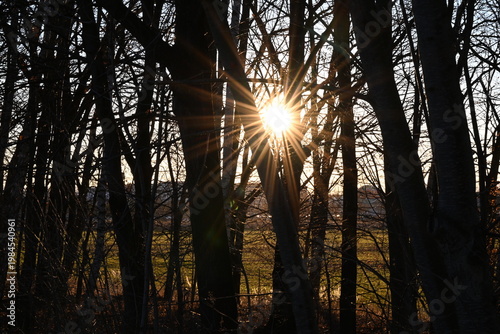 sunset sun going down and tree silhouette in spring forest