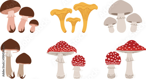 Set of Various Mushrooms Including Chanterelle, Red Amanita, and Brown Mushrooms for Culinary and Nature Illustrations