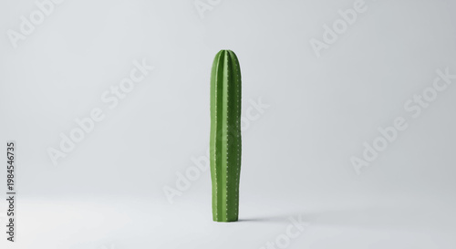 Minimalist cactus against a pristine white backdrop, solitary plant focused photograph